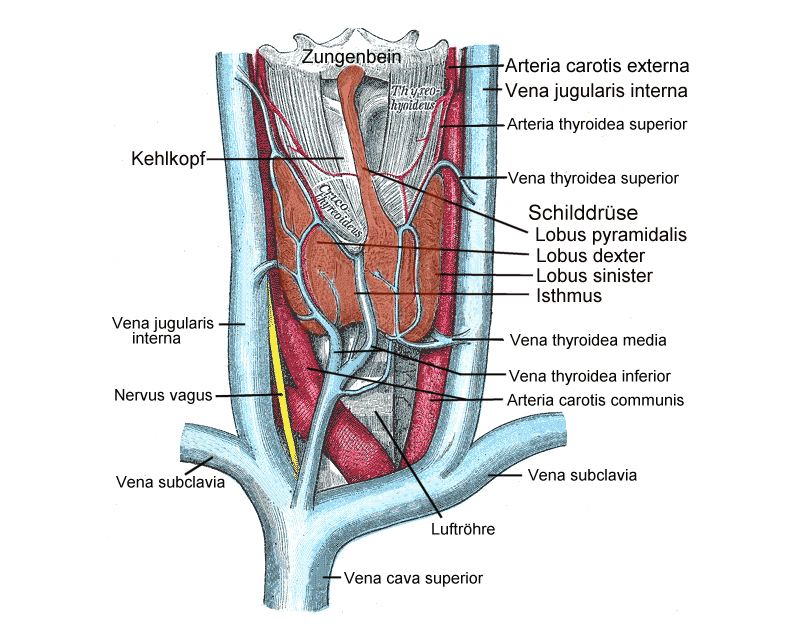 Thyroid1